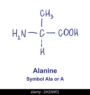 Struttura chimica dell'alanina. Illustrazione vettoriale disegnata a mano Illustrazione Vettoriale