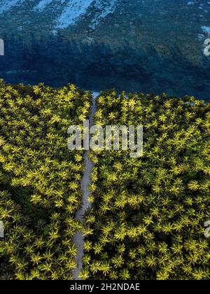 Maldive, Atollo di Meemu, Veyvah, veduta aerea del boschetto dell'isola di palme verdi Foto Stock