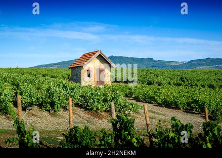 Cadole au milieu du vignoble de Morgon, Beaujolais, Francia Foto Stock