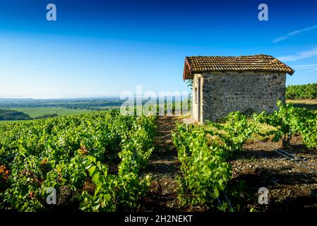 Cadole au milieu du vignoble de Morgon, Beaujolais, Francia Foto Stock