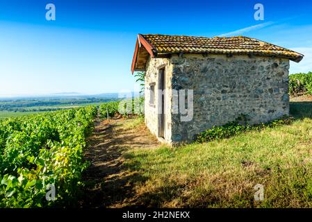 Cadole au milieu du vignoble de Morgon, Beaujolais, Francia Foto Stock