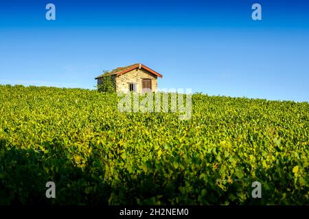 Cadole au milieu du vignoble de Morgon, Beaujolais, Francia Foto Stock