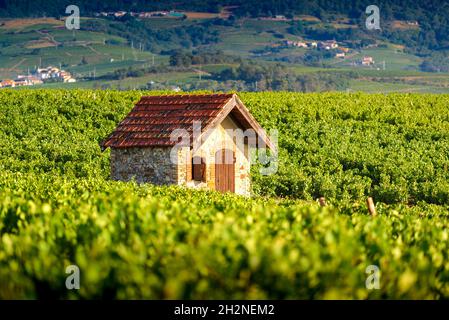 Cadole au milieu du vignoble de Morgon, Beaujolais, Francia Foto Stock