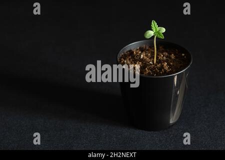 Piccola marijuana medica o canapa Seedling che cresce nel terreno in pots su sfondo nero Foto Stock