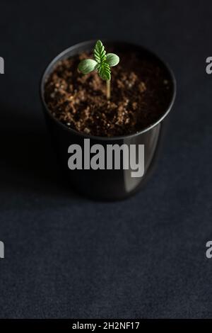 Piccola marijuana medica o canapa Seedling che cresce nel terreno in pots su sfondo nero Foto Stock