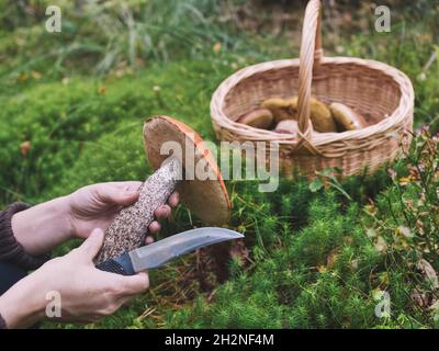 Donna che tiene coltello e fungo nella foresta Foto Stock