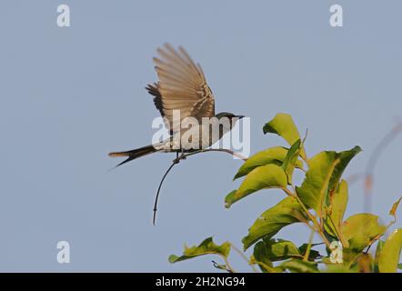 Ashy Drongo (Dicrurus leucophaeus) decollo immaturo dalla cima di Bush Gujarat, India Novembre Foto Stock