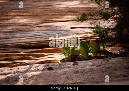 Cactus senza spinaci Prickly pera senza frutta in closeup selvatico Opuntia cactus piante in natura coltivando su strati di arenaria giorno di sole Foto Stock