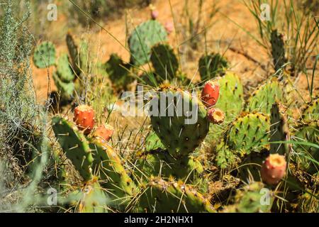 Pera di prickly con frutta rossa in closeup selvatico Opuntia cactus piante in deserto su terreno asciutto in giorno di sole Foto Stock