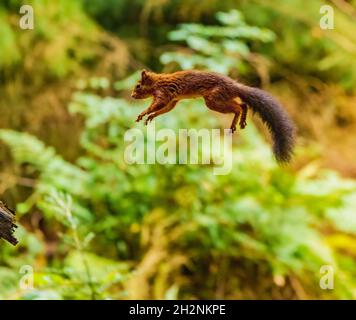 Red Squirrel Leaping tra rami Foto Stock