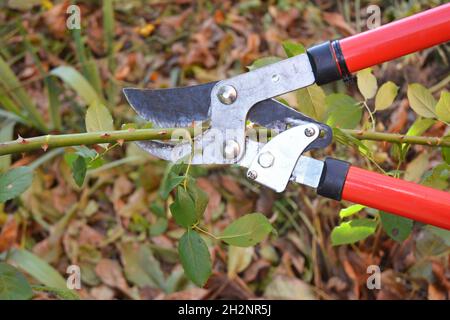 Potatura di rose. Giardiniere Prune Arrampicata Roses. Come si fa a Prune Roses Bush nel tuo giardino. Foto Stock