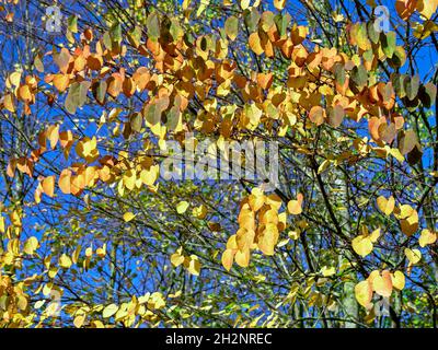 Bella autunno foglie su un albero di katsura Foto Stock