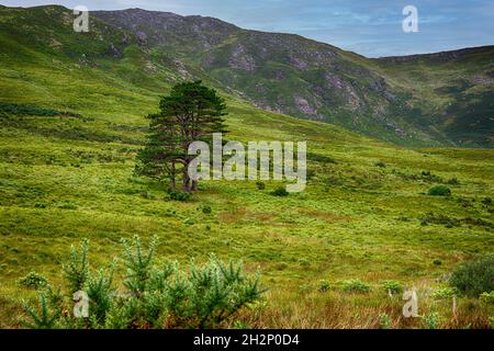 Una selezione di immagini scattate nella regione di Connemara della Contea di Galway, paesaggi d'Irlanda e la Wild Atlantic Way. Foto Stock