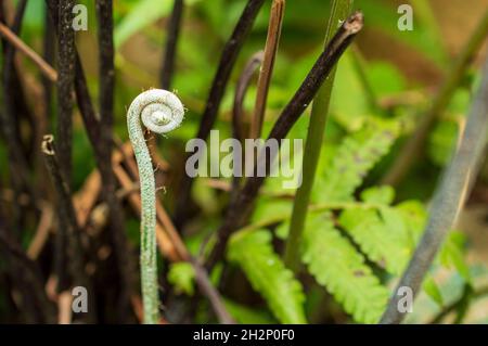 Gli arrampicatori sono piante con gambo tenero che crescono con l'aiuto di un supporto esterno. Queste piante producono uno spago o un gancio dalle loro foglie per salire. Foto Stock