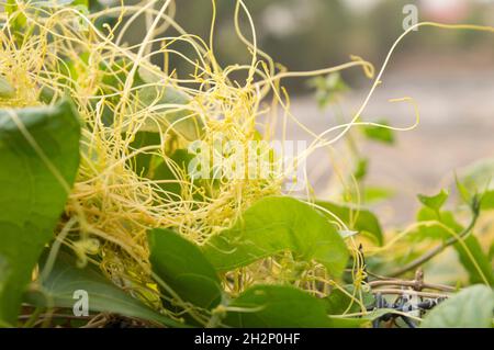 Pianta parassita, pianta che ottiene tutta o parte della sua nutrizione da un'altra pianta (l'ospite) senza contribuire al beneficio dell'ospite e, in Foto Stock