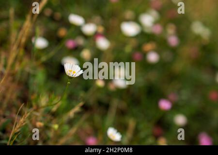 Prato primaverile di un tappeto di piccoli fiori rosa e bianchi che sono conosciuti come margherite selvatiche. Le margherite selvatiche sono anche chiamate margherite a occhio di bue Foto Stock