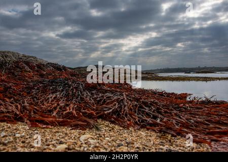Una selezione di immagini scattate nella regione di Connemara della Contea di Galway, paesaggi d'Irlanda e la Wild Atlantic Way. Foto Stock