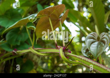 Le piante alpinistiche sono piante che si attaccano ad un supporto esterno come muro, albero, recinzione come cresce. Qui un arrampicatore a stelo verde e viola Foto Stock