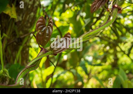 Le piante alpinistiche sono piante che si attaccano ad un supporto esterno come muro, albero, recinzione come cresce. Qui un arrampicatore a stelo verde e viola Foto Stock