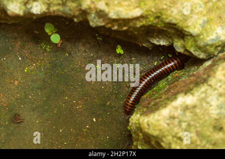 I millipedi sono un gruppo di artropodi caratterizzati da due paia di gambe articolate sulla maggior parte dei segmenti del corpo; sono effetti negativi che si muovono lentamente Foto Stock