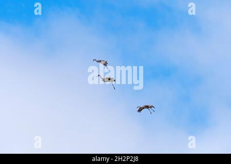 Gru Sandhill che entrano per un atterraggio vicino a Kearney, Nebraska Foto Stock