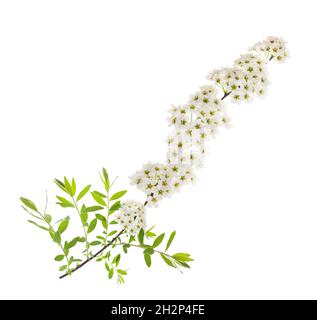 Fiori di spirea isolati su sfondo bianco Foto Stock