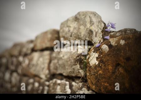 Harebells (Scottish Bluebells) che cresce sul Vallo di Adriano, Northumberland, Regno Unito. Foto Stock