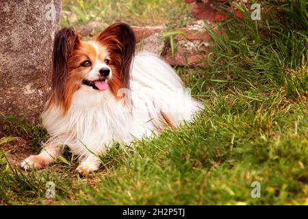 Ritratto del cane di razza papillon che giace sull'erba Foto Stock