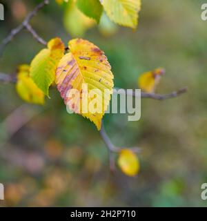 Foglie di un elmo bianco europeo (Ulmus laevis) di colore autunnale in foresta con spazio per il testo Foto Stock