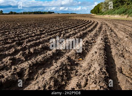 Arare linee regolari di solchi curvi o creste nel terreno in campo di coltura in giorno di sole, Lothian orientale, Scozia, Regno Unito Foto Stock