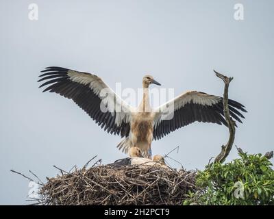 Tre cicogne bianche su un Nest. Tenuta Knepp. Foto Stock