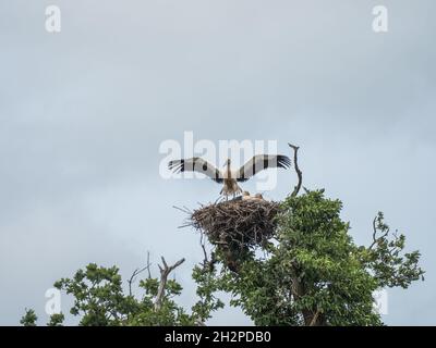 Tre cicogne bianche su un Nest. Tenuta Knepp. Foto Stock