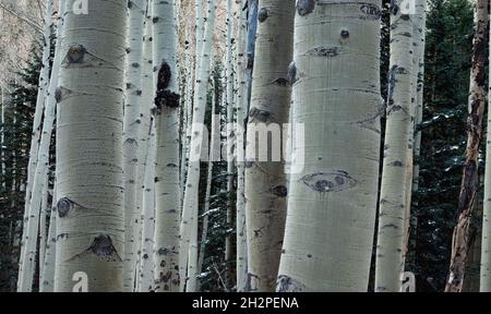 Bellissimo paesaggio invernale con tronchi di aspen in neve polverosa Foto Stock