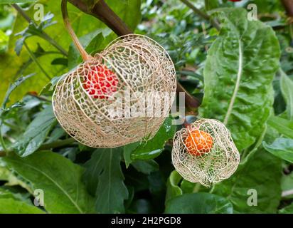 Le lanterne arancioni di Physalis alkekengi sono diventate delicatamente belle, reti scheletriche di vene beige rivelando le bacche arancio-rosse all'interno Foto Stock