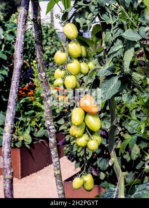 Pomodoro 'Crimson Plum' Solanum lycopersicum L. maturazione sulla vite una prugna stile 'Roma' dal sapore ricco e profondo. La prugna di Crimson sarà raccolta da luglio Foto Stock