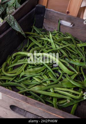 RUNNER BEANS BIOLOGICO FATTORIA NEGOZIO Phaseolus coccineus, noto come runner bean, scarlet runner bean, o multiflora bean, è una pianta nella famiglia legume Foto Stock