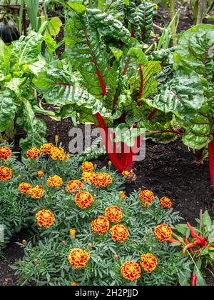 RHUBARB CHARD Beta vulgaris subsp. Cicla var. Flavescens 'Rhubarb Chard' in cucina giardino assegnazione con marigolds francesi tagetes patula Foto Stock