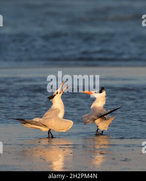 Royal terns (Thalasseus maximus) corteggiamento presso la spiaggia dell'oceano al mattino presto, Galveston, Texas, USA. Foto Stock