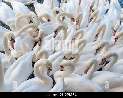 Cigni muti sul Tamigi a Royal Windsor formano un modello di gruppo simbiotico nella loro ricerca di bocconcini di cibo Foto Stock