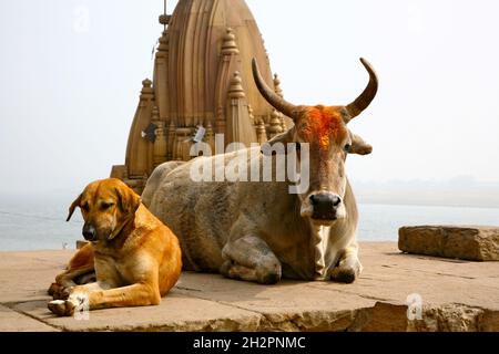 INDIA. MUCCA SACRA E CANE FIANCO A FIANCO DI FRONTE AL TEMPIO DI MANIKARNIKA GHAT VARANASI (BENARES) Foto Stock