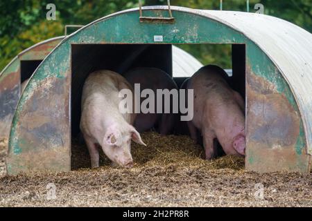 Un paio di suini olandesi di terra semina nella loro capanna di metallo sulla penna free range, Wiltshire UK Foto Stock