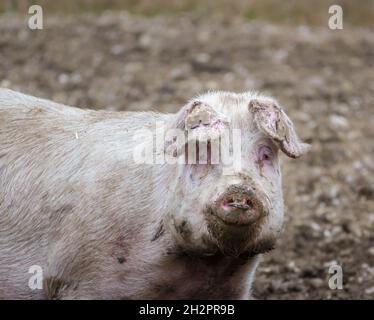 Un inquisitivo landrace olandese semina maiale fissa verso la telecamera, guardando fuori dalla sua penna free range, Wiltshire UK Foto Stock