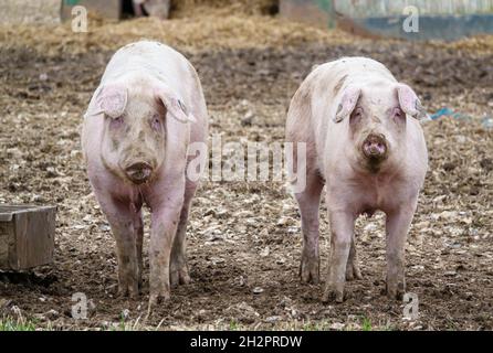 Two inquisitive landrace olandese scrofa maiali che staring out dalla penna libera, Wiltshire Regno Unito Foto Stock