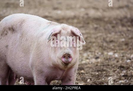 Un inquisitivo landrace olandese semina maiale fissa verso la telecamera, guardando fuori dalla sua penna free range, Wiltshire UK Foto Stock