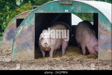 Un paio di suini olandesi di terra semina nella loro capanna di metallo sulla penna free range, Wiltshire UK Foto Stock