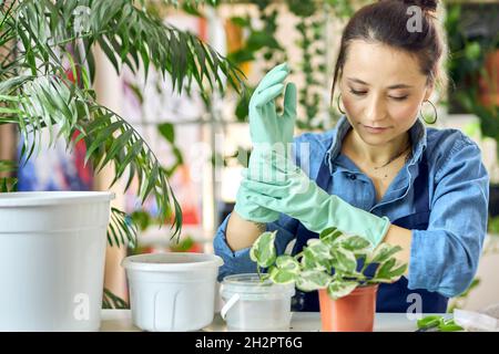 Giovane donna in grembiule mettere su guanti di gomma mentre si prepara per trapiantare pianta in nuovo vaso a casa Foto Stock