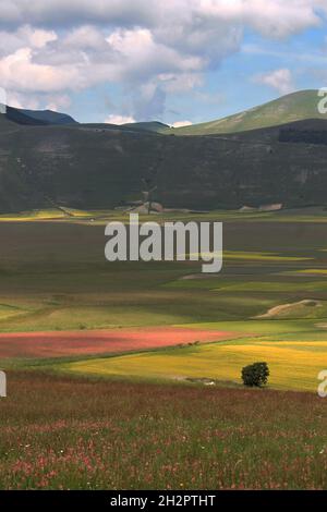 estate fioritura nella campagna italiana Foto Stock