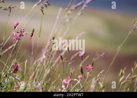 estate fioritura nella campagna italiana Foto Stock