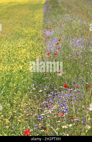 estate fioritura nella campagna italiana Foto Stock