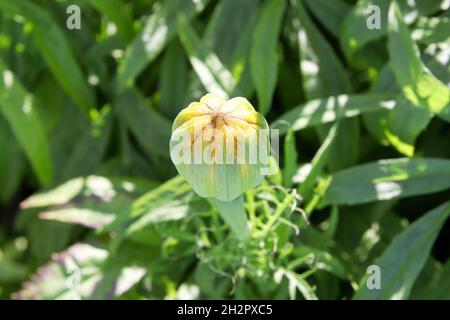 Macro di un germoglio di fiori marigold che sta per aprirsi Foto Stock